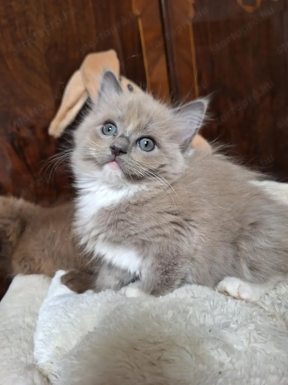Ragdoll 10 hetes kiscicák eladóak.