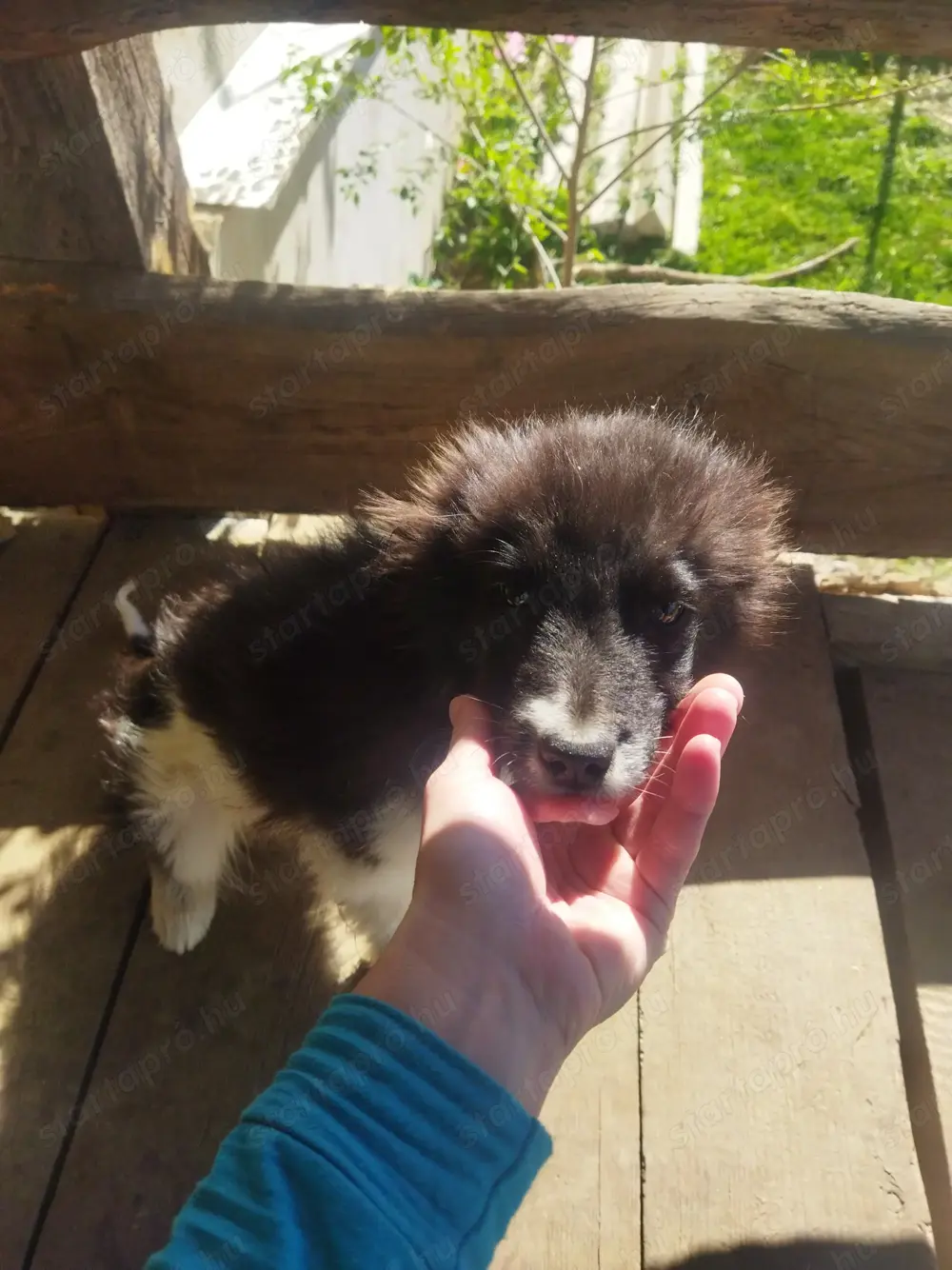 Border collie kiskutyák