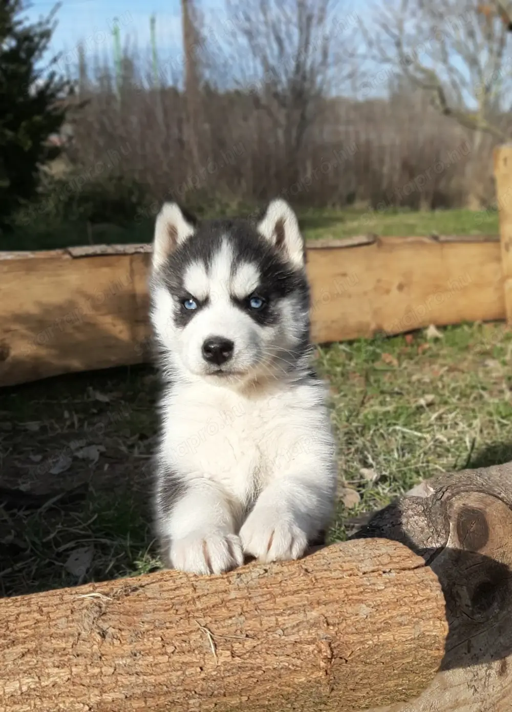 szibériai husky eladó ritka szép kék szemű kölykök szibériai husky eladó ritka szép kék szemű kölykök