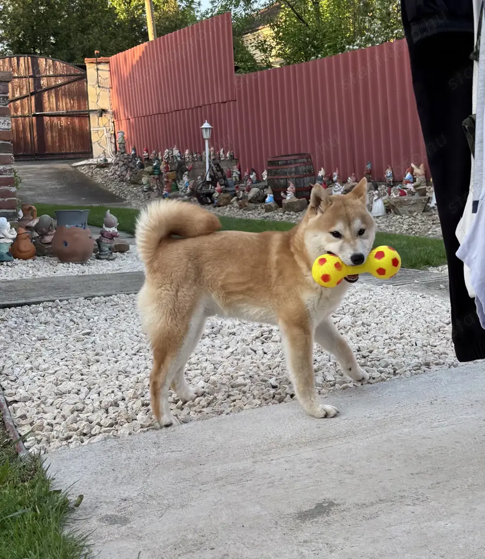 Shiba inu növendék kisfiú Veszettség oltással