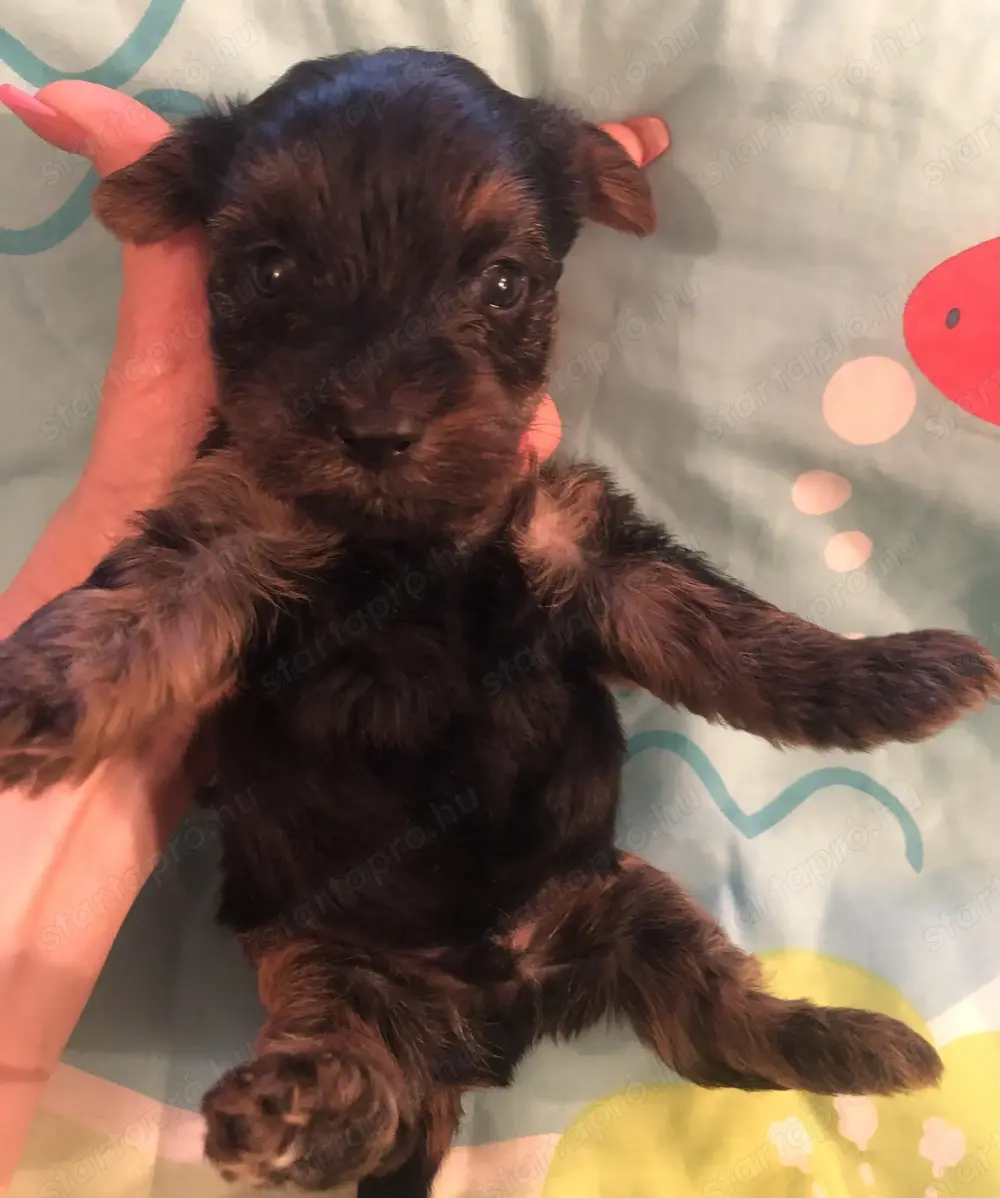 Yorkie kisfiú foglalható, eladó!