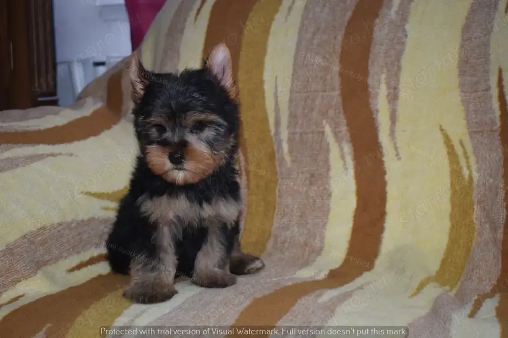 Yorkshire terrier Yorki kisfiú kutya eladó Yorkshire terrier Yorki kisfiú kutya eladó