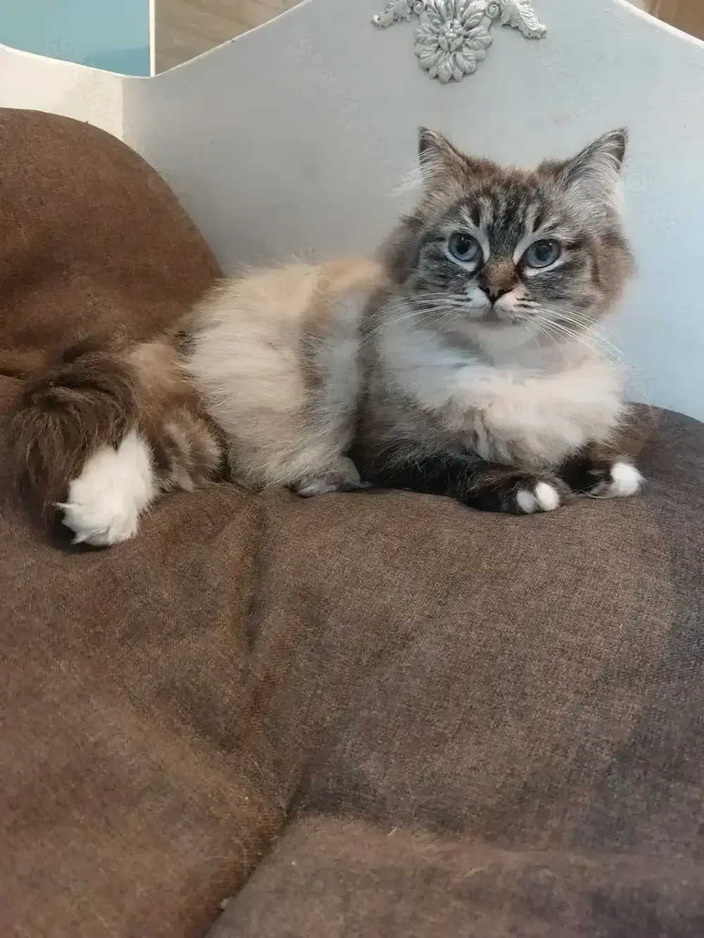 Ragdoll kiscicák előjegyezhetőek 