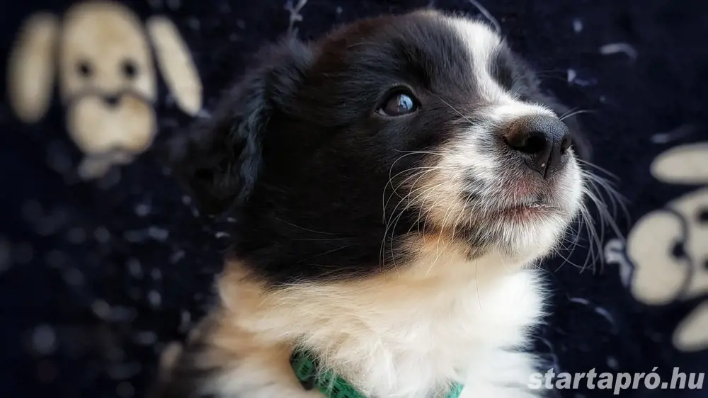 Border collie kiskutya