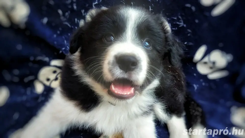 Border collie kiskutya 