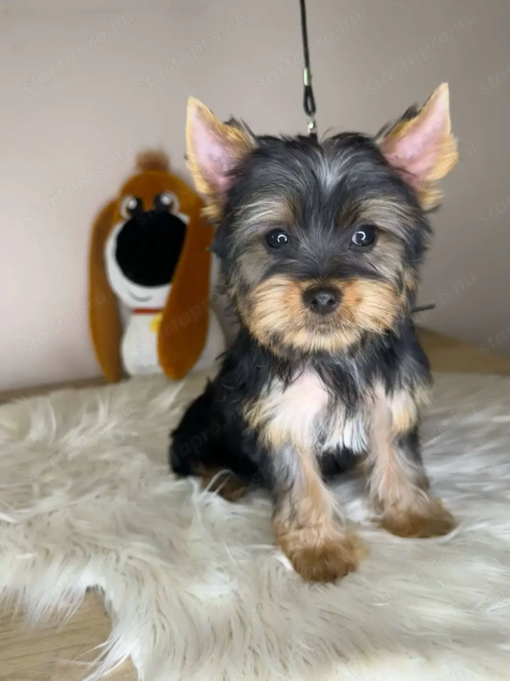 Mini Yorkshire terrier 