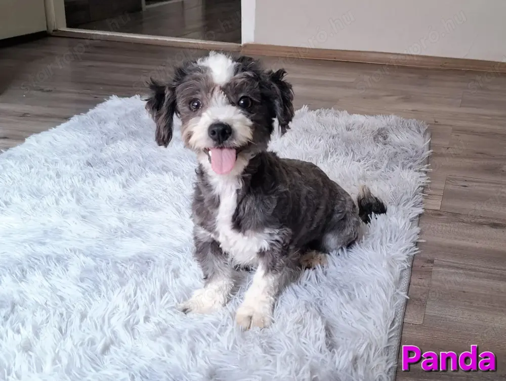 Bichon havanese törzskönyvezett kislány Panda