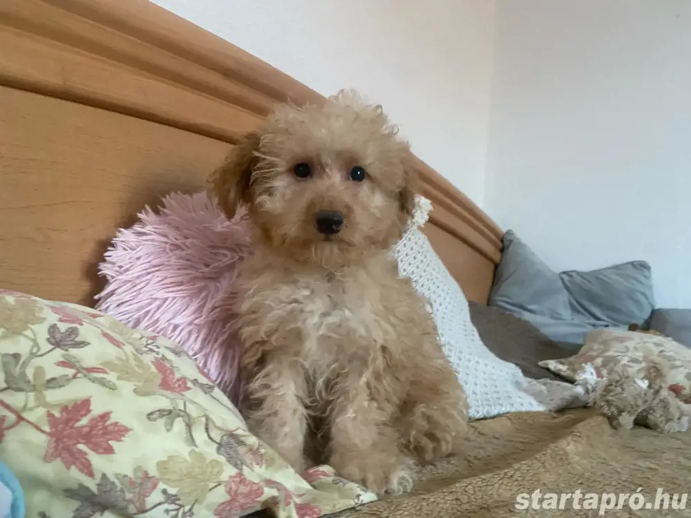Maltipoo kölyökkutya eladó Maltipoo kölyökkutya eladó