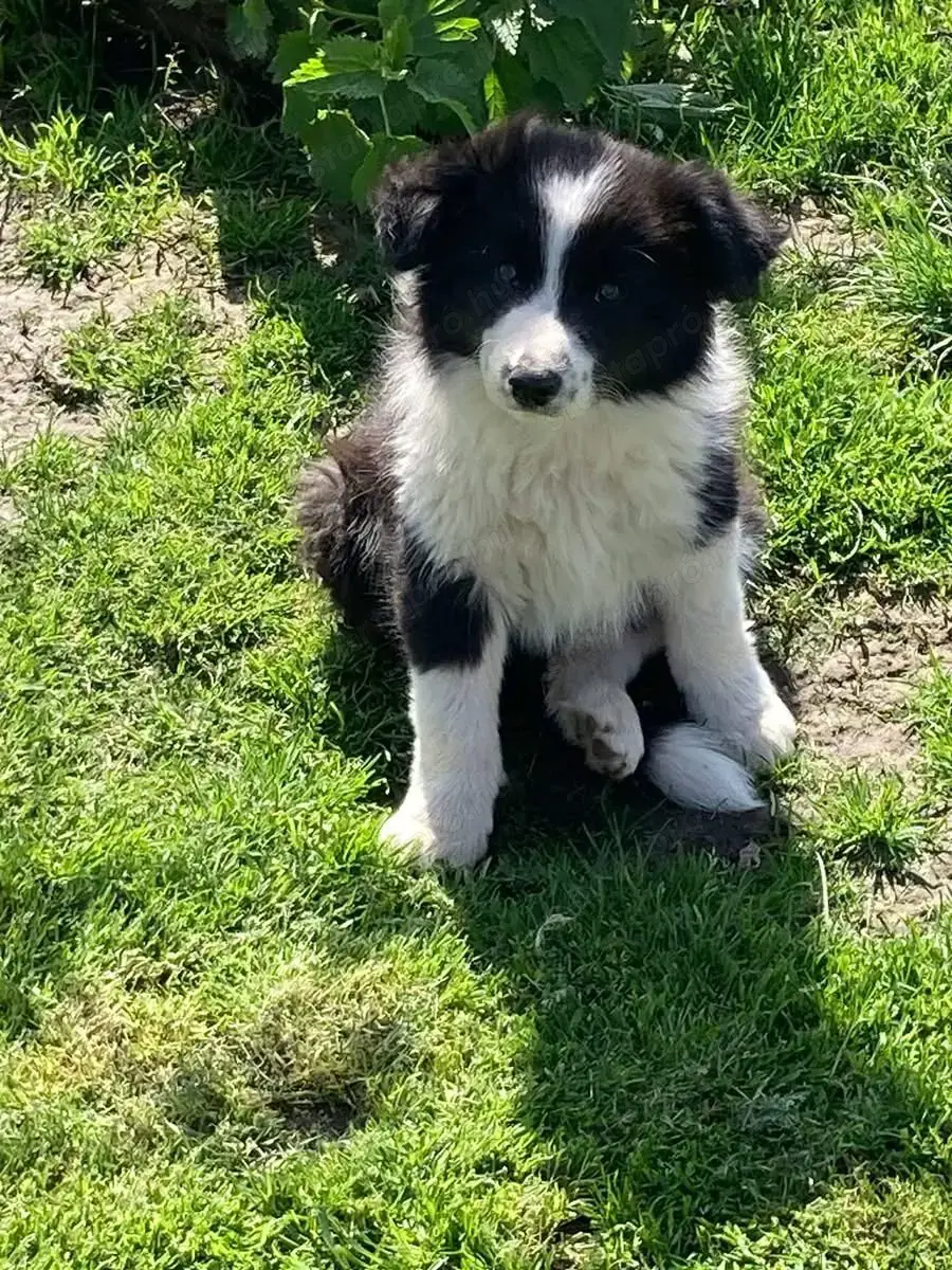 9 hetes border collie kisfiúk eladóak 9 hetes border collie kisfiúk eladóak