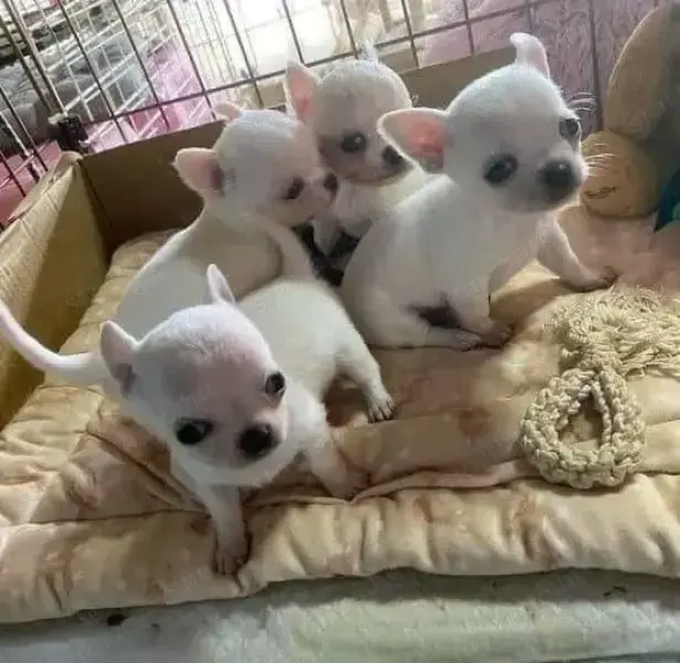 Minőségi Chihuahua kiskutyák eladók Minőségi Chihuahua kiskutyák eladók
