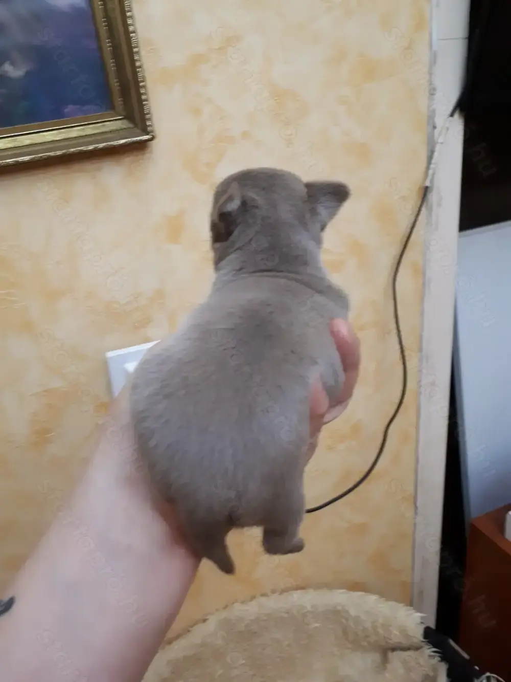 extra mini kislány. extra mini kislány.