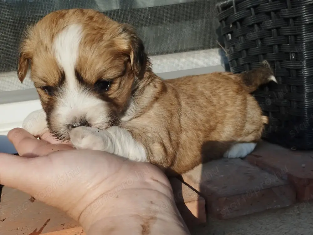 Bichon jellegű kiskuty k Bichon jellegű kiskuty k