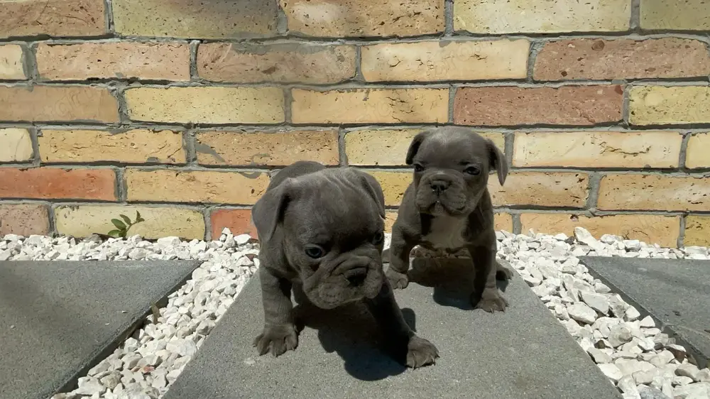 Francia bulldog kiskutyák Francia bulldog kiskutyák
