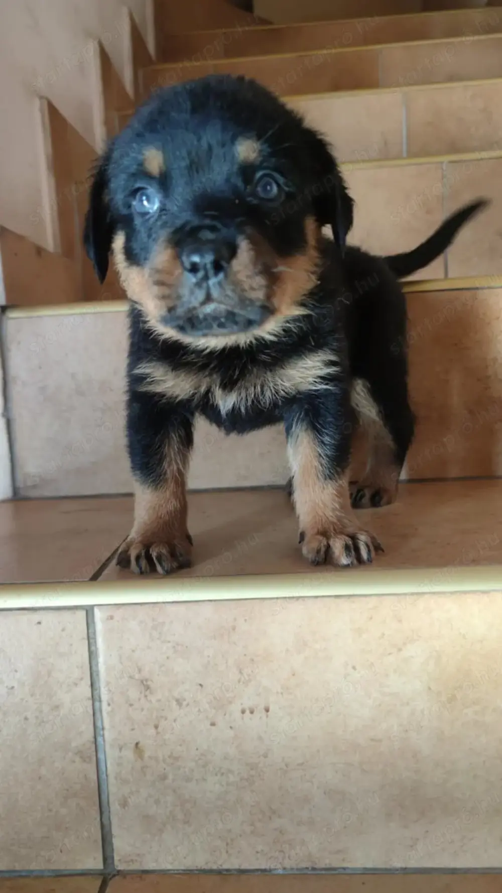 Rottweiler kan kiskutya Rottweiler kan kiskutya
