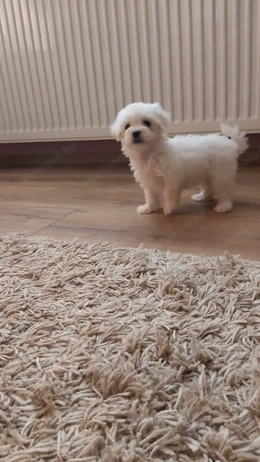 Havanese hófehér kiskutyák Fiúk és lány eladó Havanese hófehér kiskutyák Fiúk és lány eladó