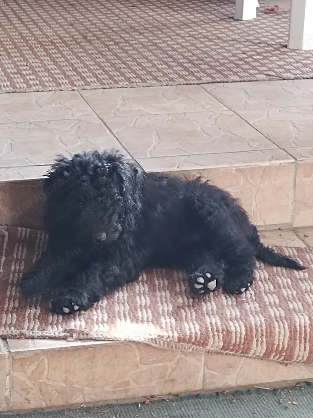 Puli fajtajellegű kölyök kutya Puli fajtajellegű kölyök kutya