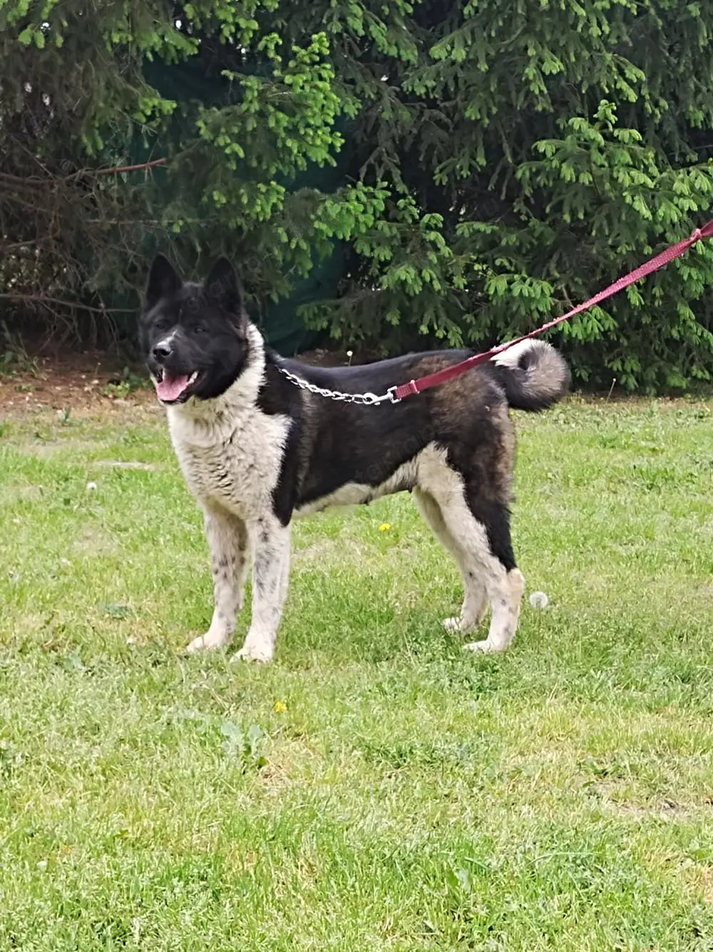 Amerikai akita szuka Amerikai akita szuka