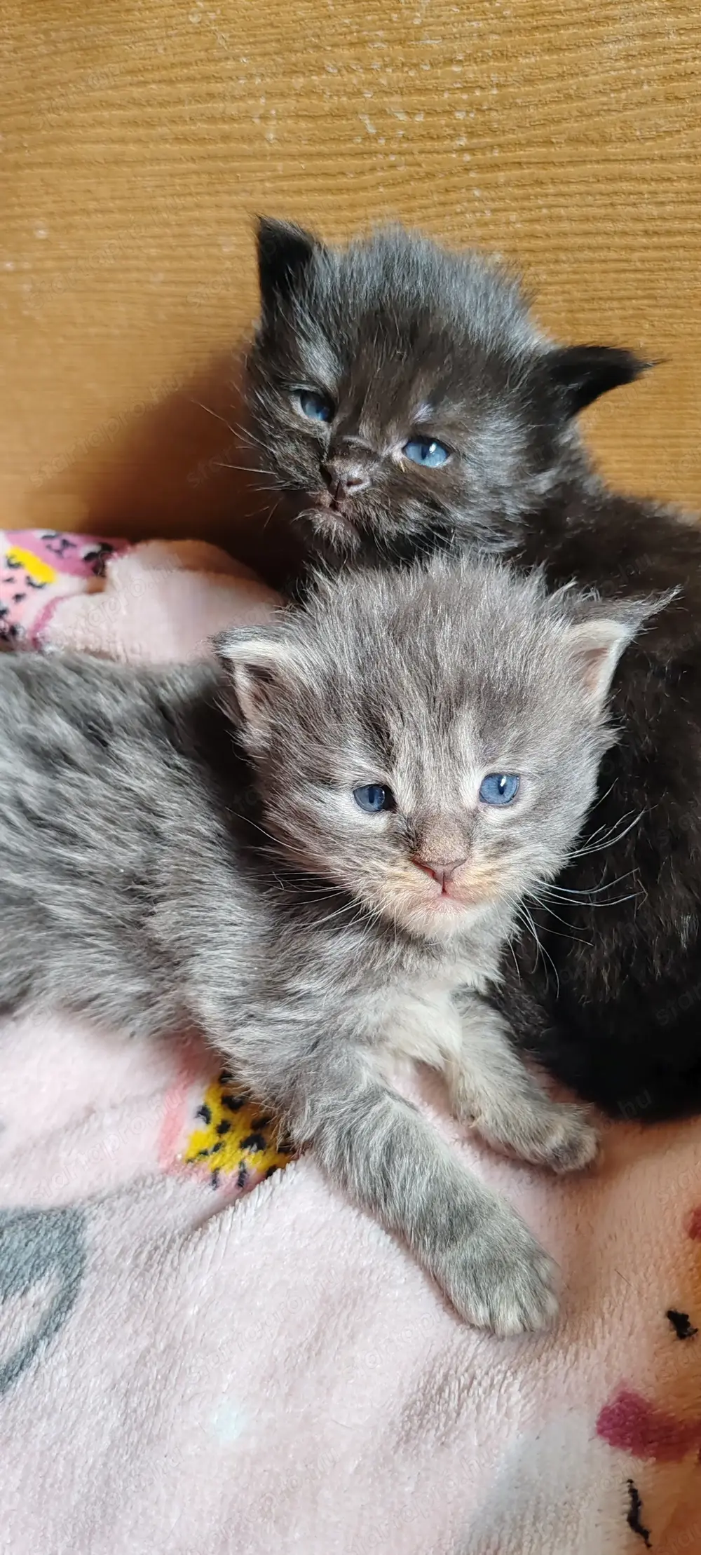 Main Coon kicsik már csak kettő kék cica foglalható Main Coon kicsik már csak kettő kék cica foglalható