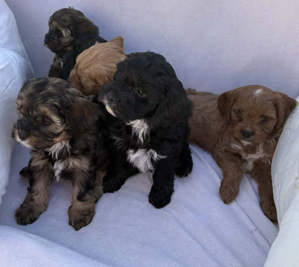 Cavapoo kiskutyák eladók Cavapoo kiskutyák eladók