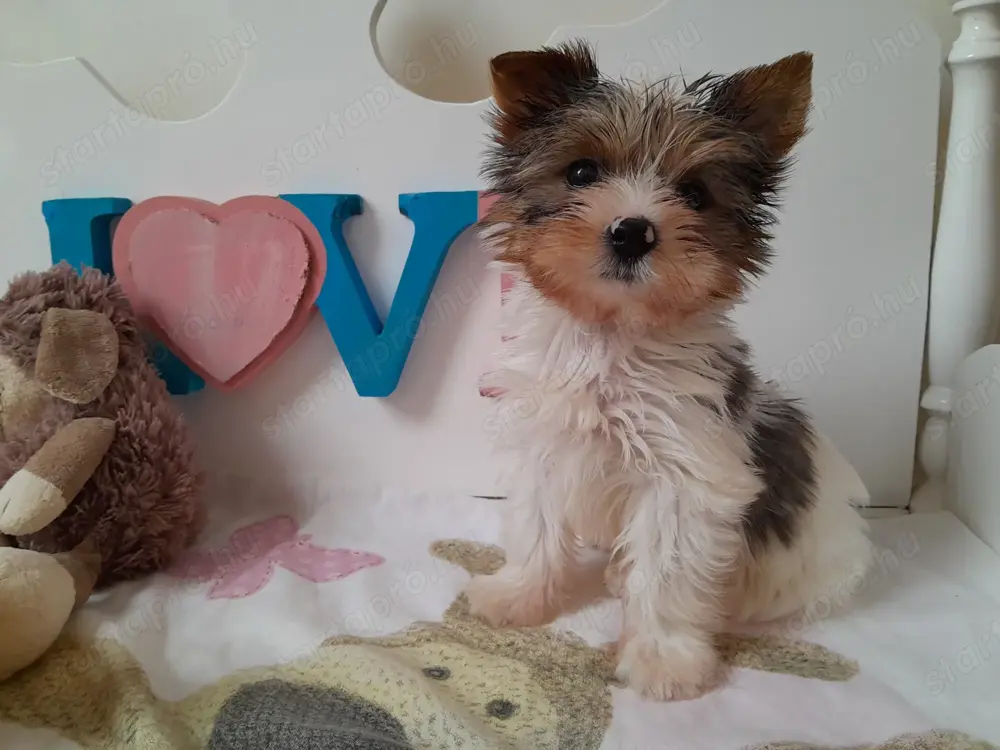 Gyönyörű szép Blueberry Yorkshire terrier kisfiú (yorki)