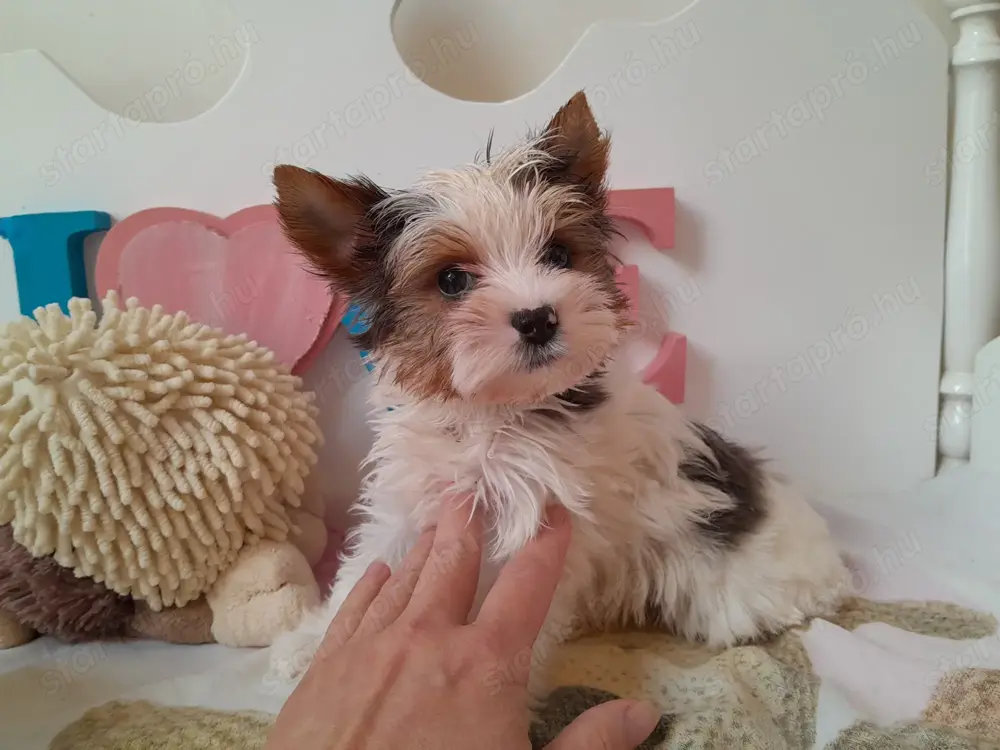 Gyönyörű szép Blueberry Yorkshire terrier kisfiú (yorki)