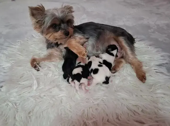 Biewer Yorkshire , Yorki kisfiúk Biewer Yorkshire , Yorki kisfiúk
