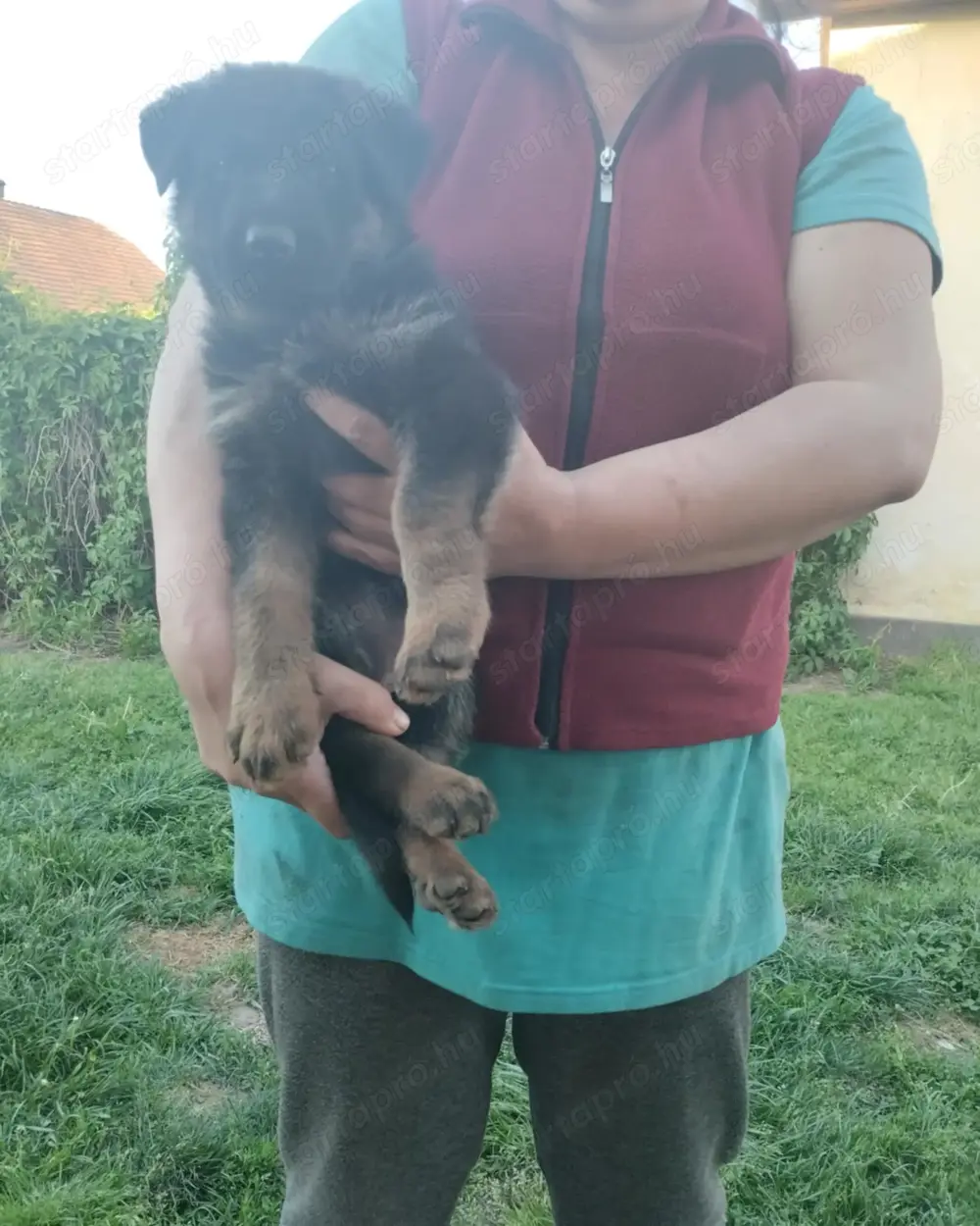 Németjuhász kiskutyák Németjuhász kiskutyák