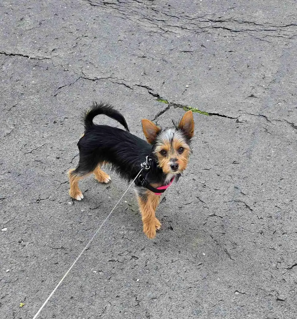 Yorki kislány Yorki kislány