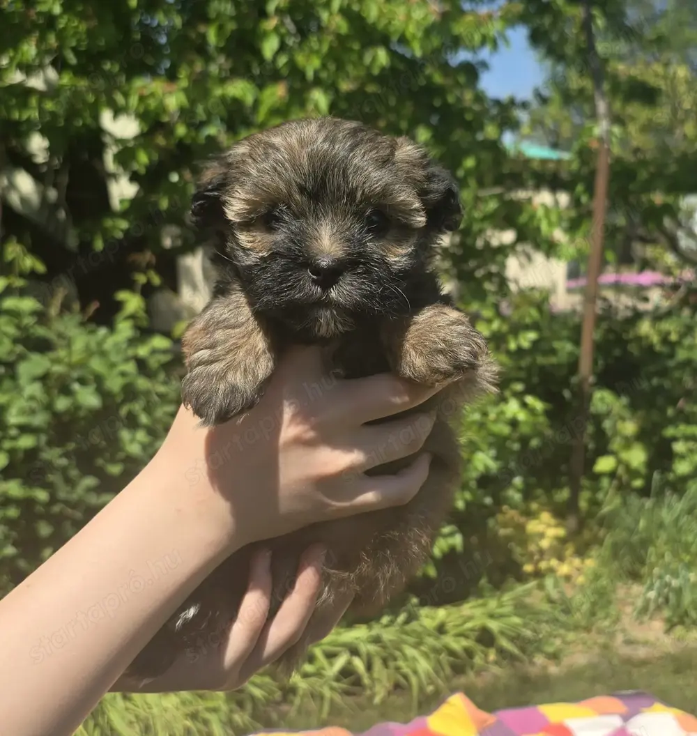 Különleges Bichon Havanese kiskutyák