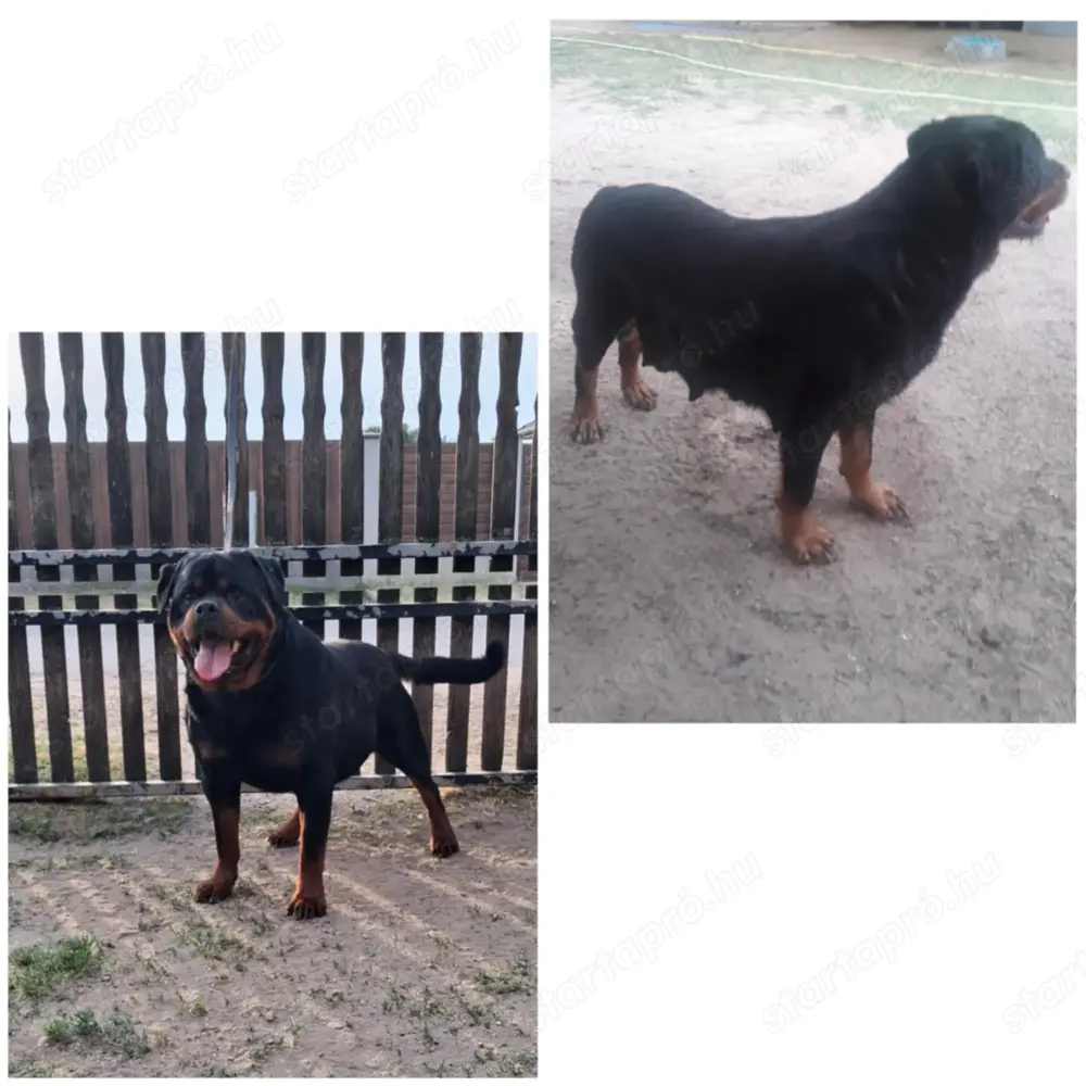 Rottweiler kölykök gazdit keresnek Rottweiler kölykök gazdit keresnek