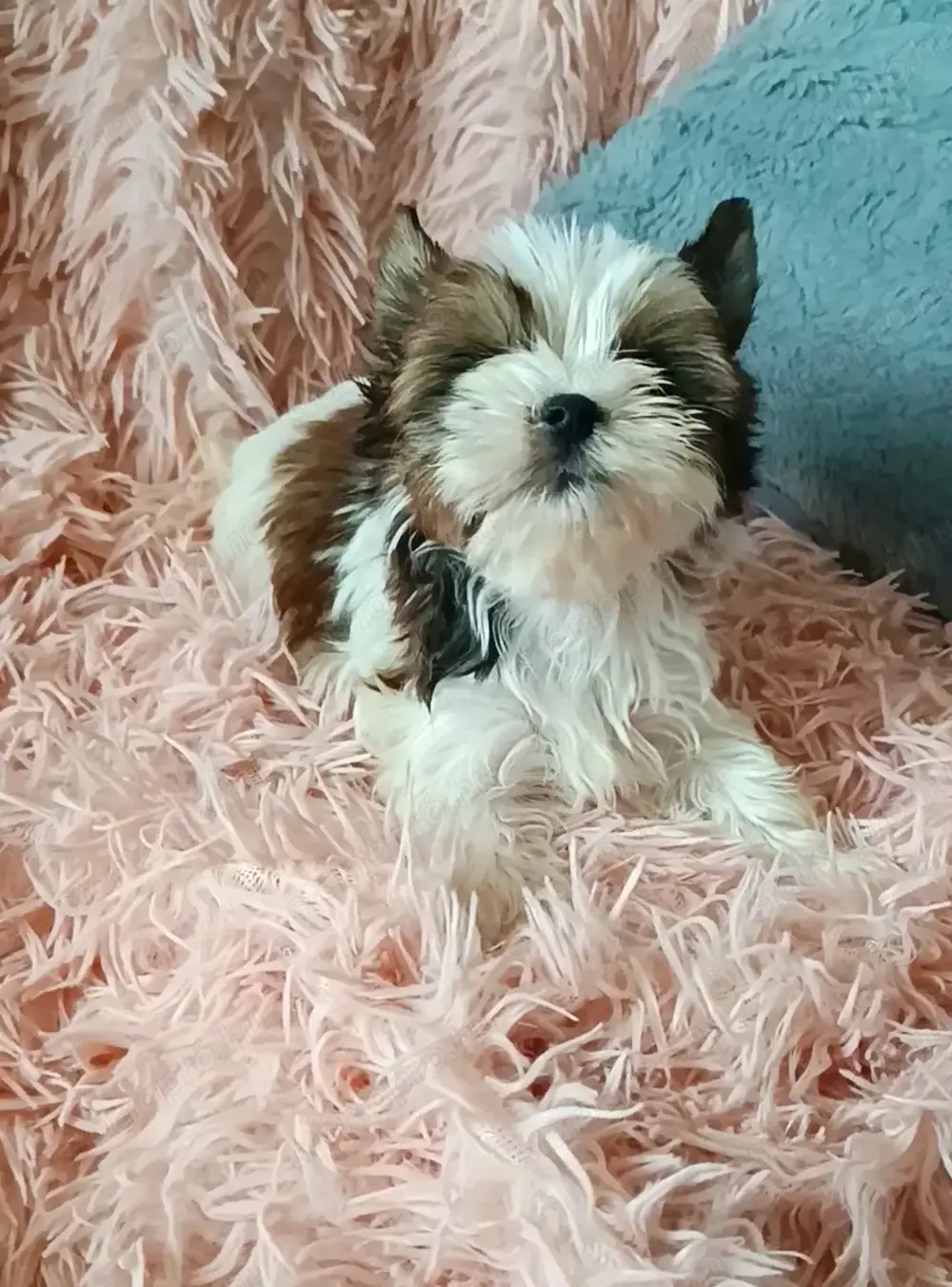 Yorkshire terrier yorki White Ocean Pearl 