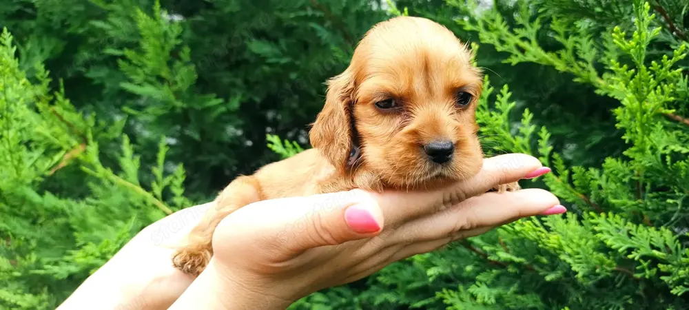 Cocker Spániel kiskutyák szerető családot keresnek! Cocker Spániel kiskutyák szerető családot keresnek!