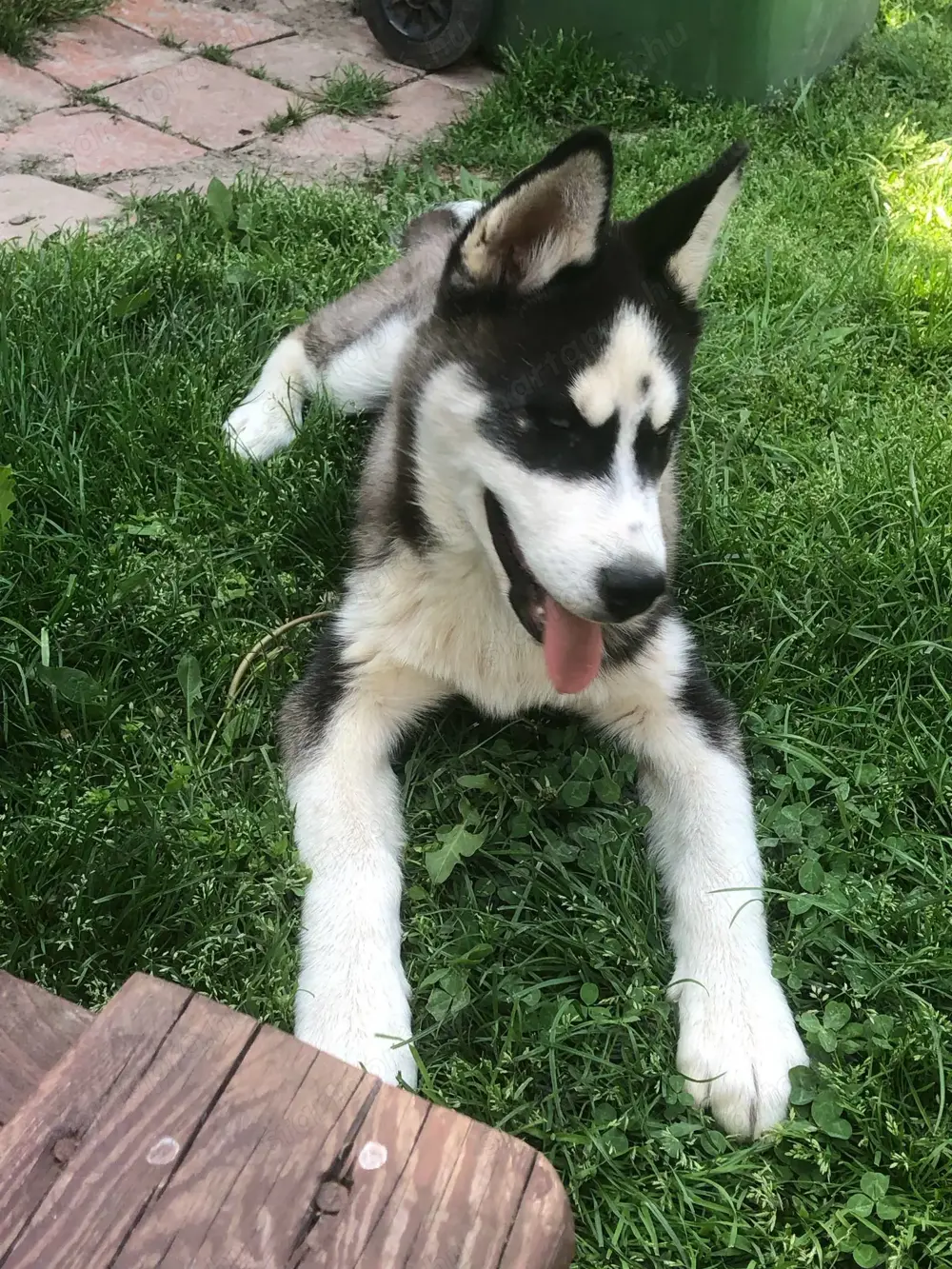 4 hónapos Husky eladó! 4 hónapos Husky eladó!