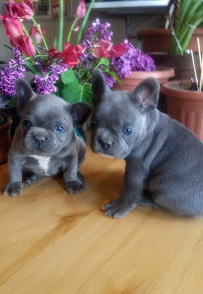 Francia bulldog, kék színű kiskutyák Francia bulldog, kék színű kiskutyák