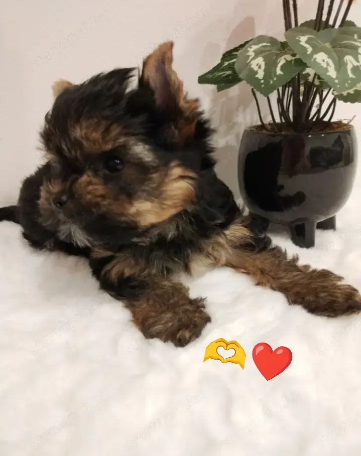 Yorkshire terrier kislány