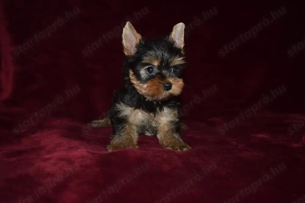 Yorkshire terrier Yorki kisfiú kutya eladó Yorkshire terrier Yorki kisfiú kutya eladó
