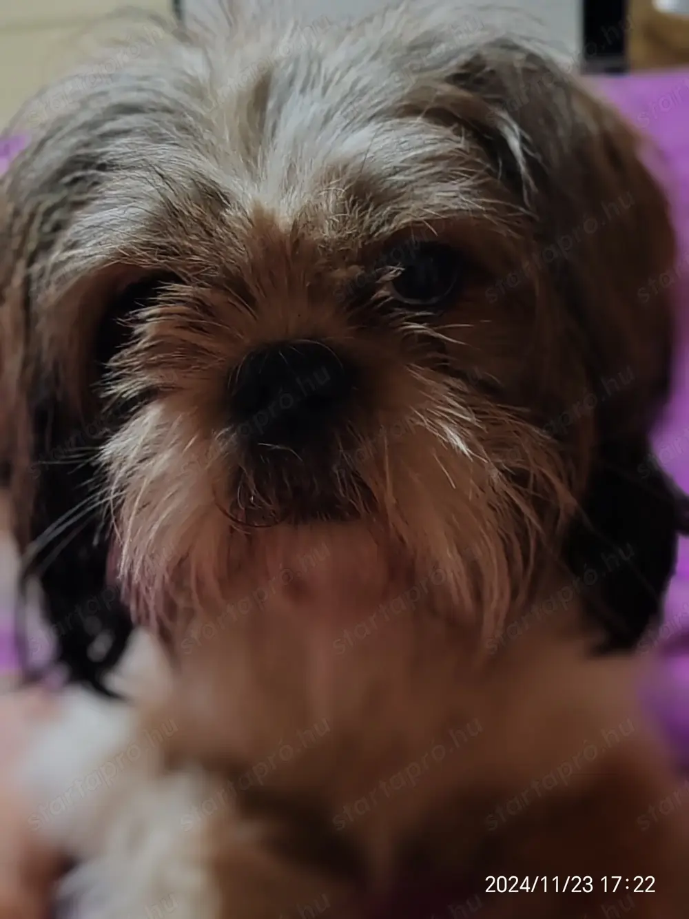Sih tzu fiút keresek Sih tzu fiút keresek