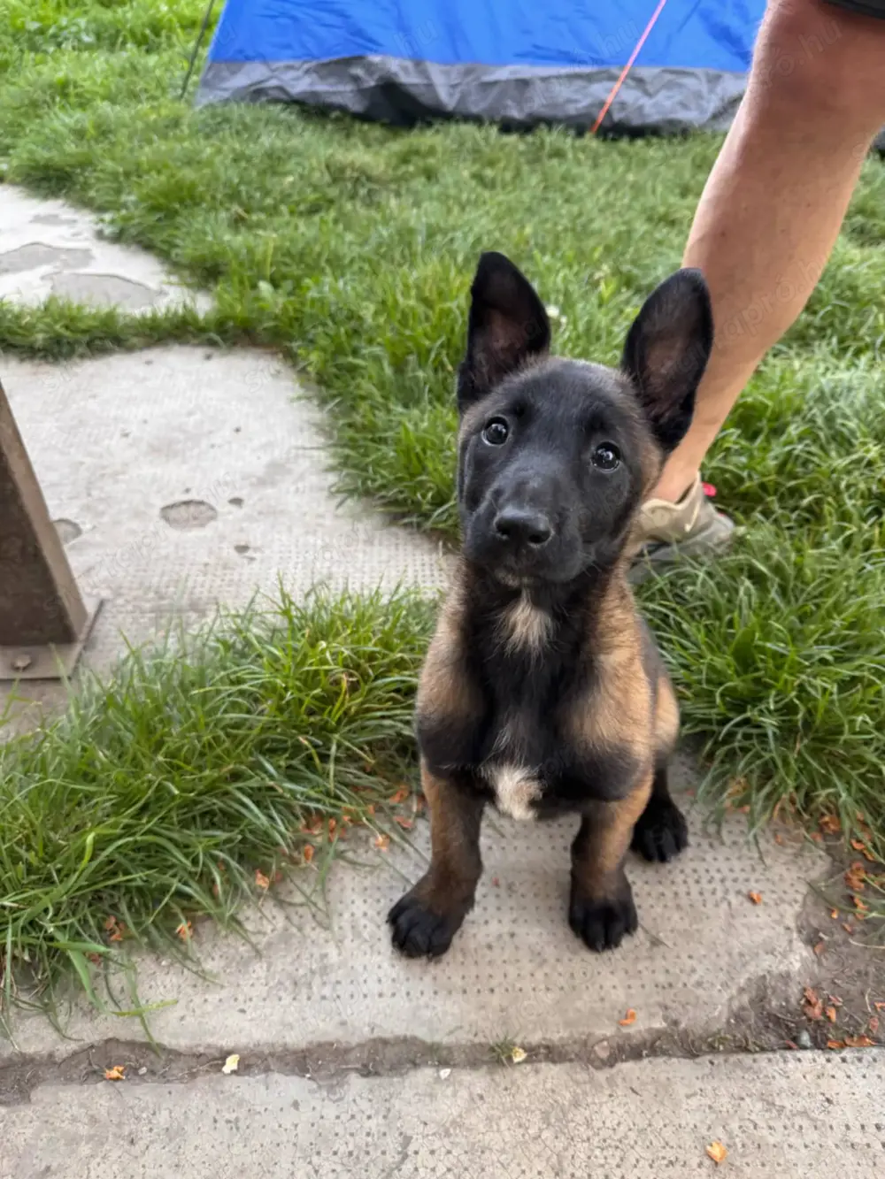 Malinois szuka Törzskönyves szűlőktől Malinois szuka Törzskönyves szűlőktől