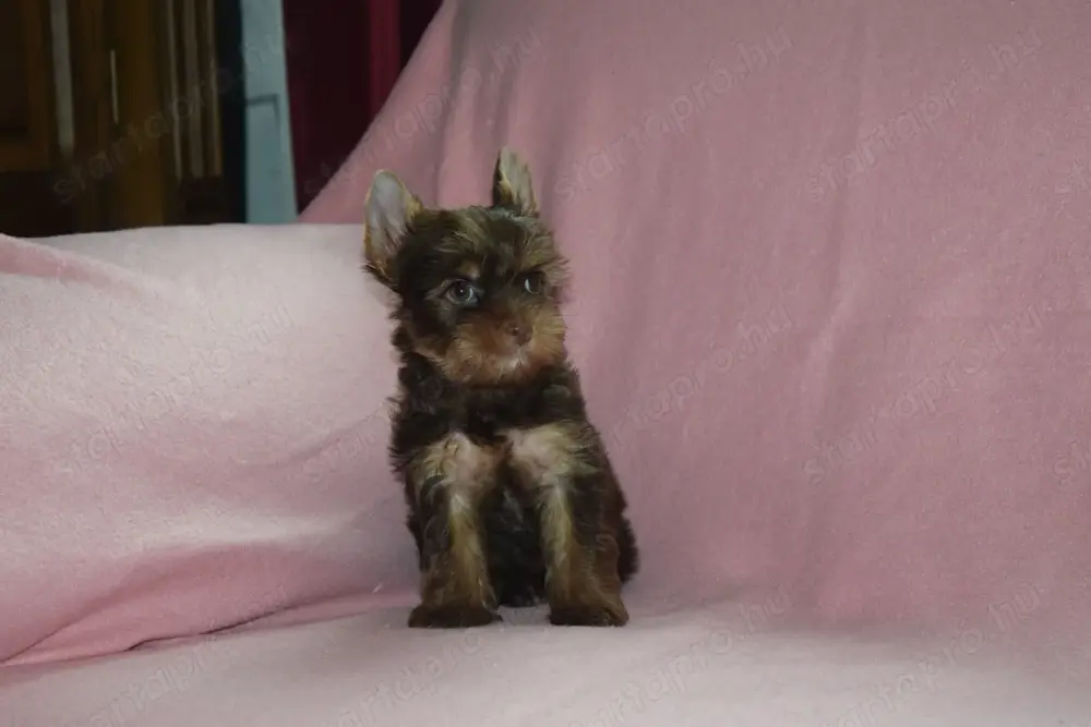 Yorkshire terrier Yorki kislány kutya eladó Yorkshire terrier Yorki kislány kutya eladó