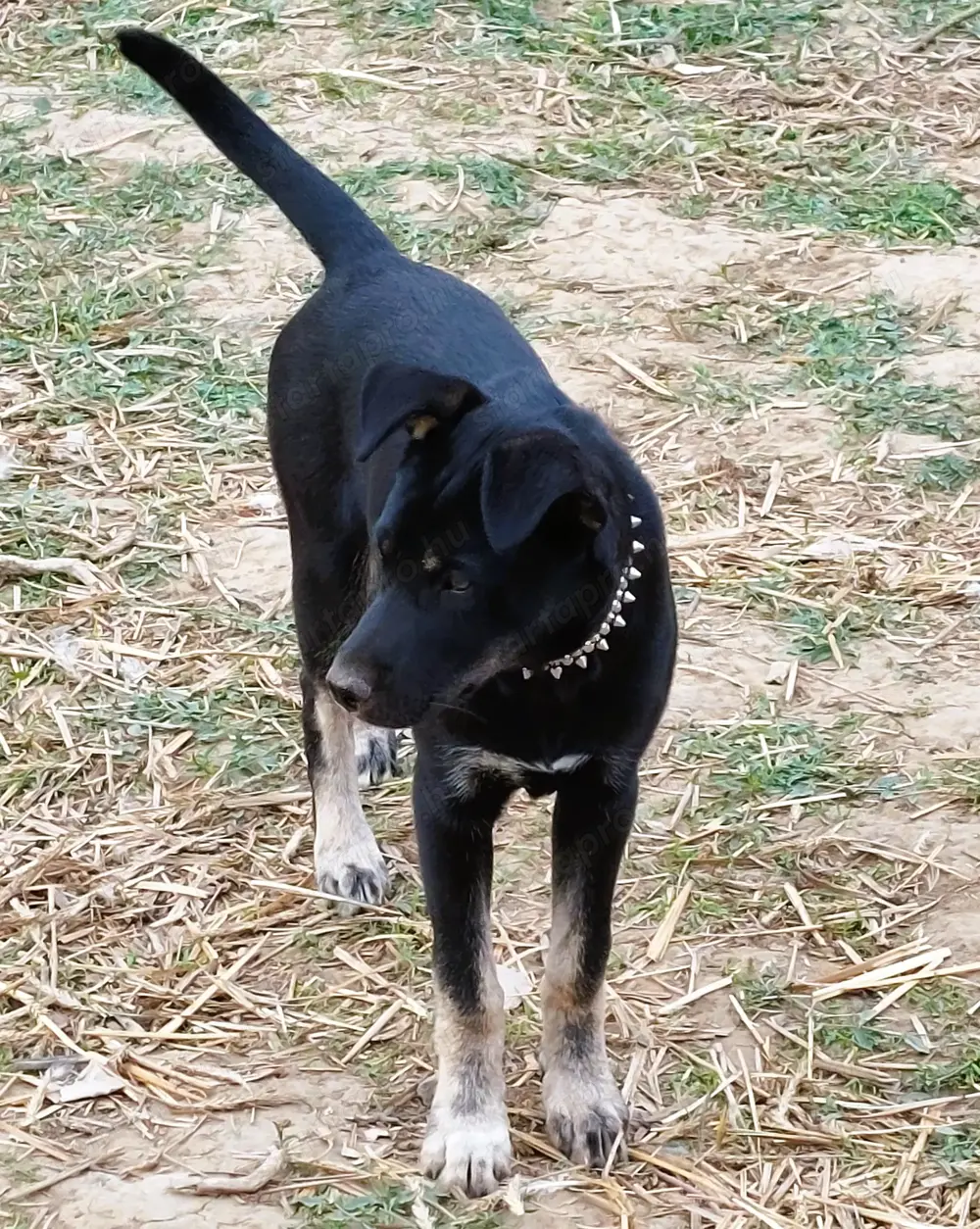 Rottweiler - Husky keverék kiskutya Oltva, kiskönyv, féregtelenítve, 12 hetes, szuka Rottweiler - Husky keverék kiskutya Oltva, kiskönyv, féregtelenítve, 12 hetes, szuka