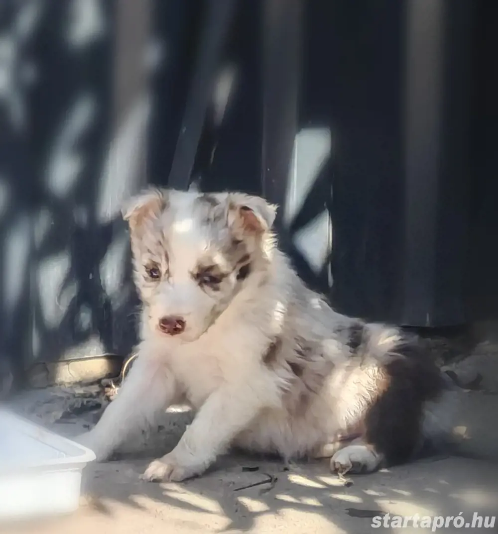 Border Collie kiskutyák(lilac merle, red merle) Border Collie kiskutyák(lilac merle, red merle)