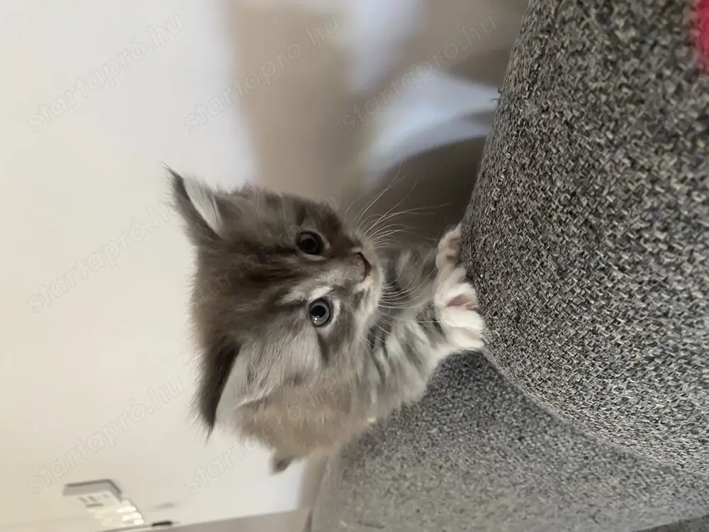 Main Coon cicák