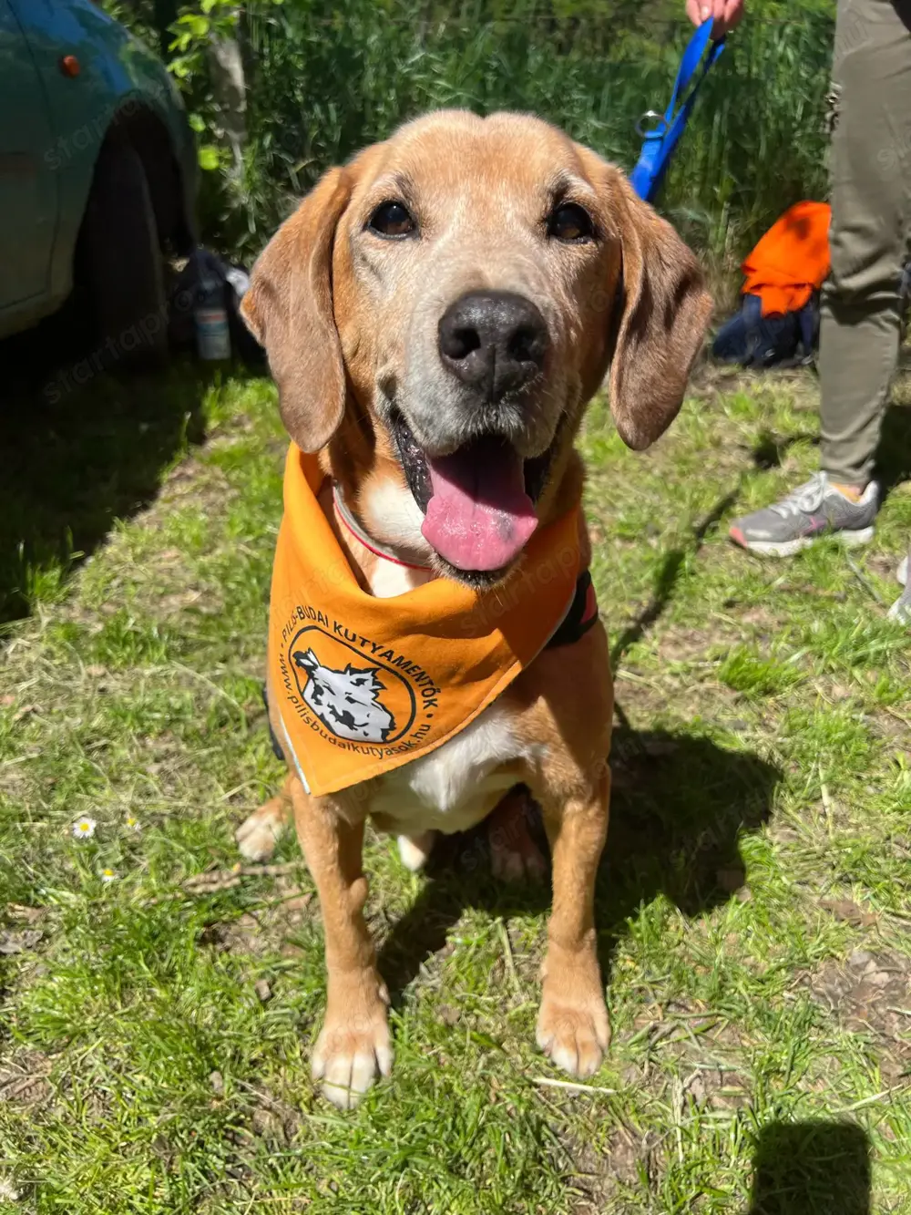 Smarni kutyus gazdára vár