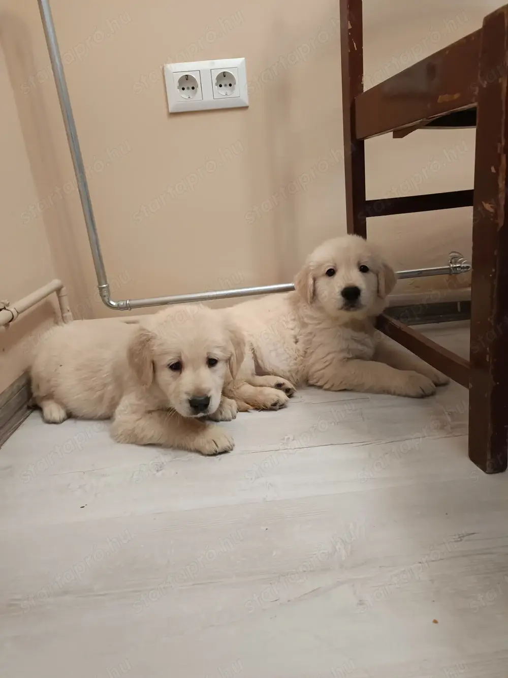 Golden retriever kiskutyák Golden retriever kiskutyák