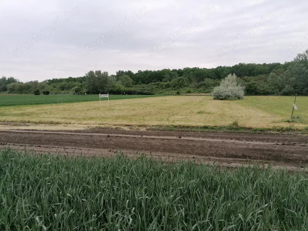 Szántó eladó Szőreg-Újszentiván határán Szántó eladó Szőreg-Újszentiván határán