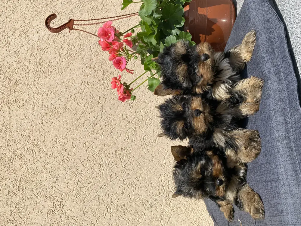 Mini yorki kis kutyák Mini yorki kis kutyák