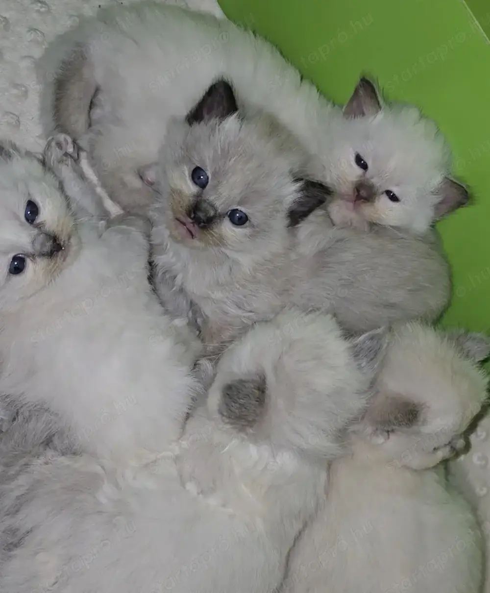 Törzskönyves Ragdoll babyk Törzskönyves Ragdoll babyk