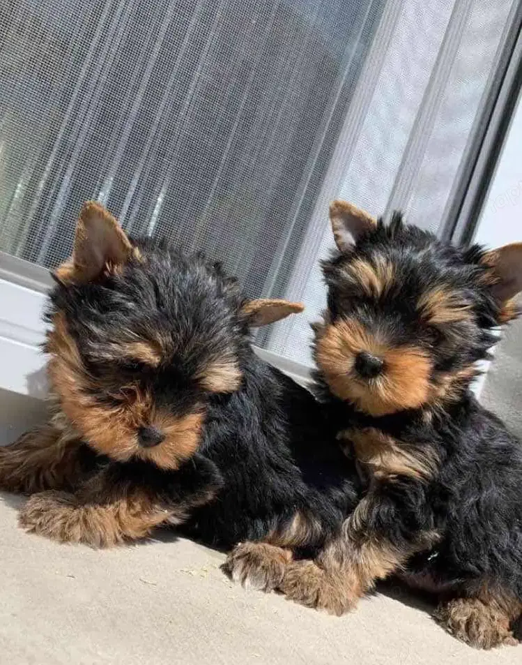 Yorki kis fiú kis kuty k Yorki kis fiú kis kuty k