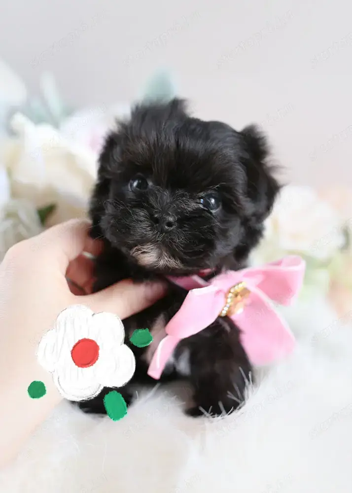 Mini méretű Havanese kiskutyák eladók Mini méretű Havanese kiskutyák eladók