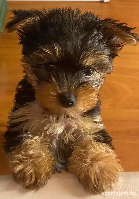 Kisméretű Yorki kisfiú.!! Kisméretű Yorki kisfiú.!!